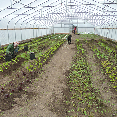 About the Farm