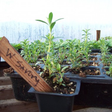 Plant Starts, Ect.