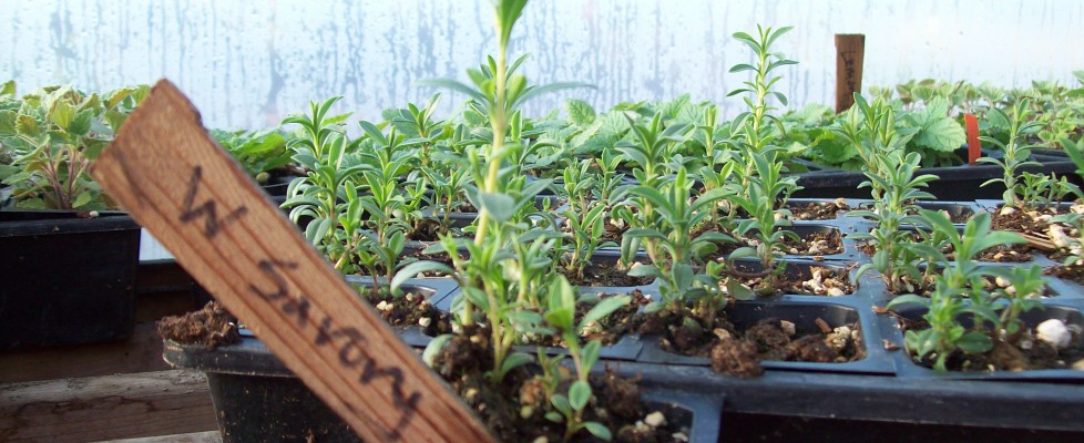 Plants, Seasonal Produce Starts, and Other Merchandise