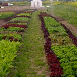 johnston_farms-0679-1500X2000