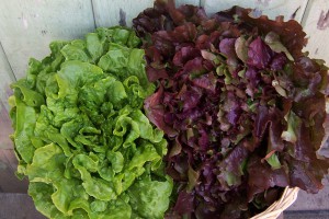 The freshest produce available - See us on the farm or Saturday at the Farmers Market.